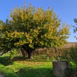 6 - I colori dell'autunno in Oltrepò Pavese